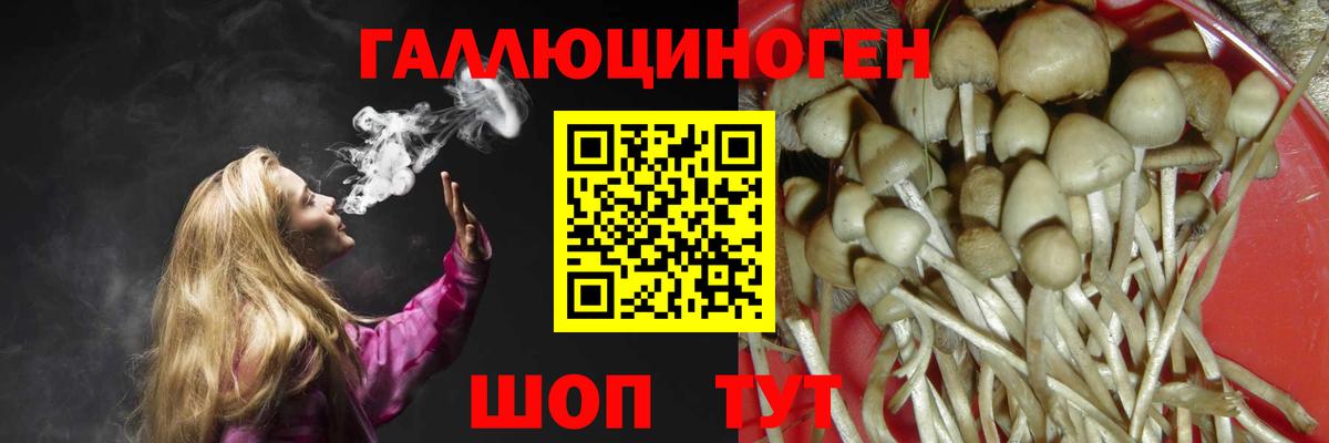 Горно-Алтайск  Галлюциногенные грибы Psilocybe  Вход с VPN 